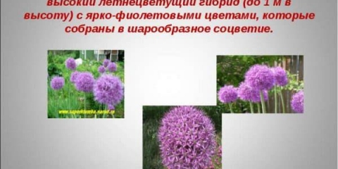 Može li se jesti ukrasni luk aflatun (aflatunense) - jestiv ili ne